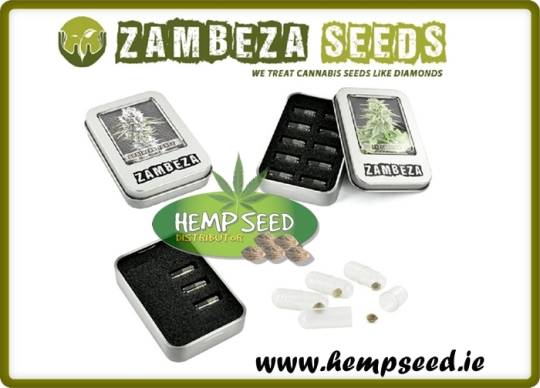 Zambeza Feminised Cannabis Seeds